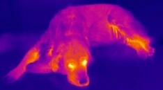 termografia veterinaria consulte a gimateg